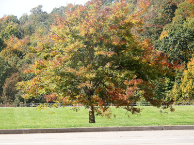 [Tree with leaves of green, brown, red and yellowish amid a neatly mowed grassy area beside the parking lot.]